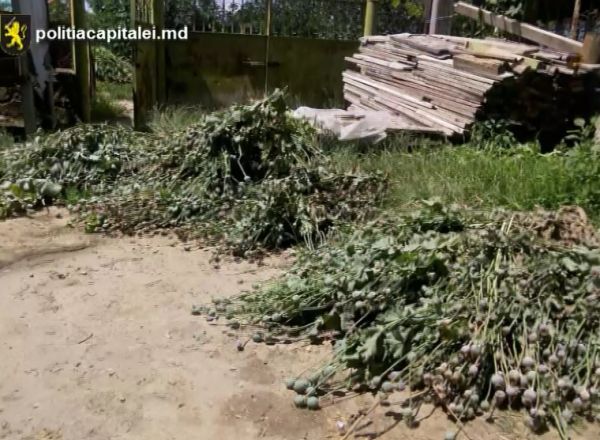 Peste o sută de plante de mac şi cânepă, depistate în satul Bâc. Foto: protv.md