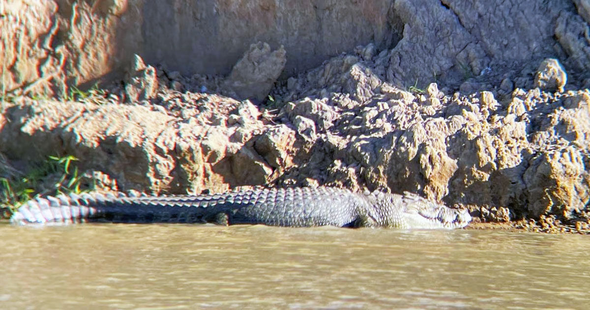 Un râu din Australia, plin cu crocodili, aprobat pentru Jocurile Olimpice din 2032.