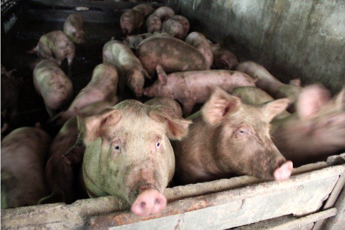 Случай подтвержден Национальным агентством по безопасности пищевых продуктов (ANSA).