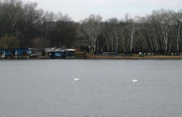 Pe lacul din Parcul „La Izvor”, din sectorul Buiucani, cartierul Sculeni, s-au stabilit 4 lebede.Foto: diez.md
