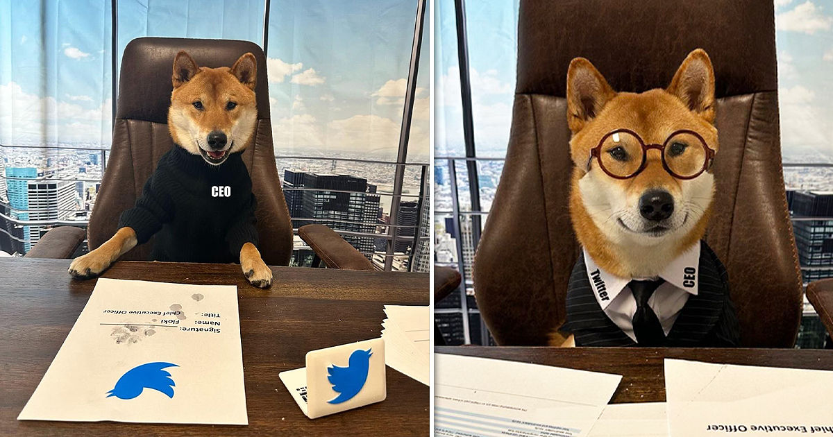 Маск «назначил» на пост нового гендиректора Twitter свою собаку Флоки. Коллаж Point.md.