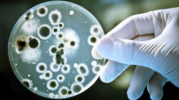 Superantibioticul care ar putea stopa o apocalipsă bacteriană. 