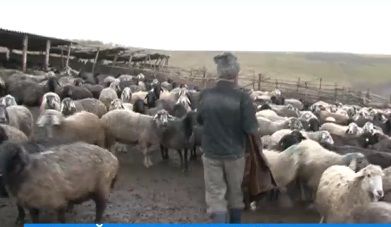 В Рышканском районе провели обряд "овечьего предсказания" погоды.