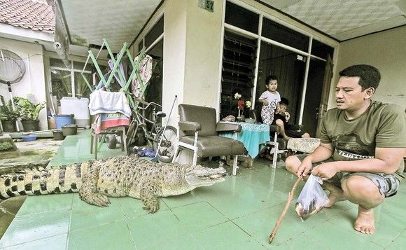 Trăieşte de 20 de ani cu crocodilul de 200 kg în casă.