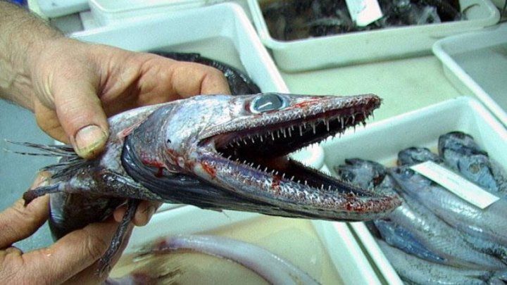 Alertă în Japonia: Un magazin a vândut din greşeală peşti veninoşi