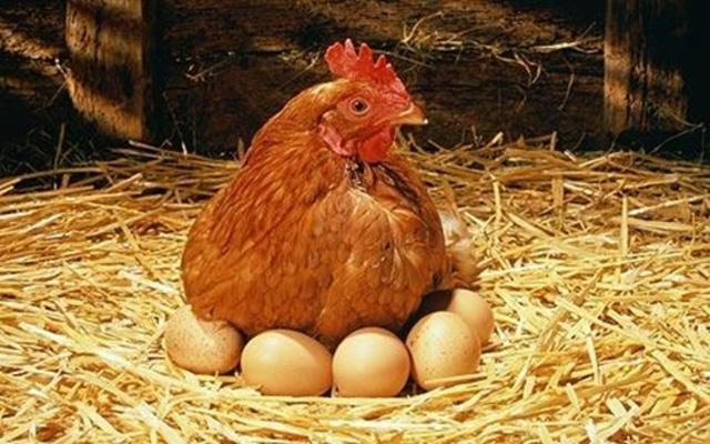Большинство покупателей кошерной пищи - это вовсе не религиозные евреи, на которых накладывает ограничения в питании религия, а простые американцы.