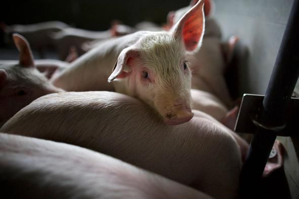 Inspectorii veterinari au confirmat existenţa unui focar de pestă porcină africană într-o gospodărie de la periferia municipiului Satu Mare. 7 animale au fost deja sacrificate.