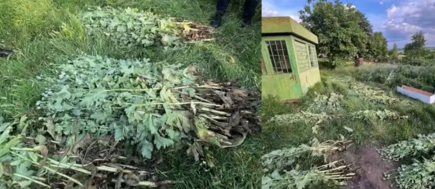 Более 200 растений мака обнаружили во дворе жительницы Крузешт.