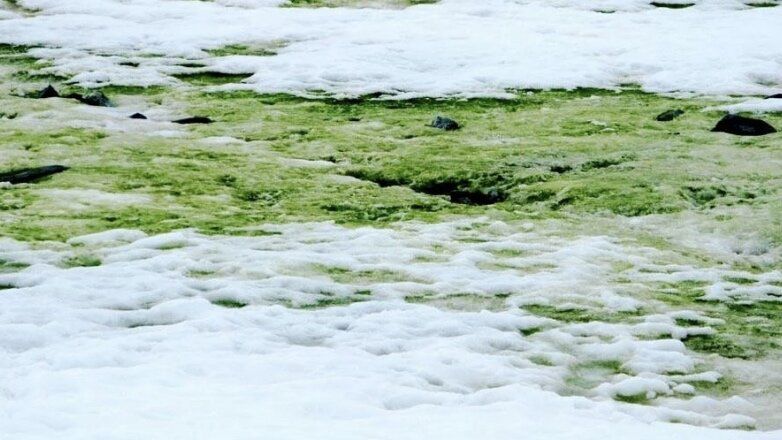 У антарктических водорослей нашли гены, которые защищают их от замерзания.