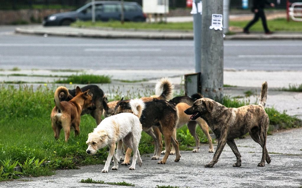 В Кишинёве хотят пересчитать всех бродячих собак.