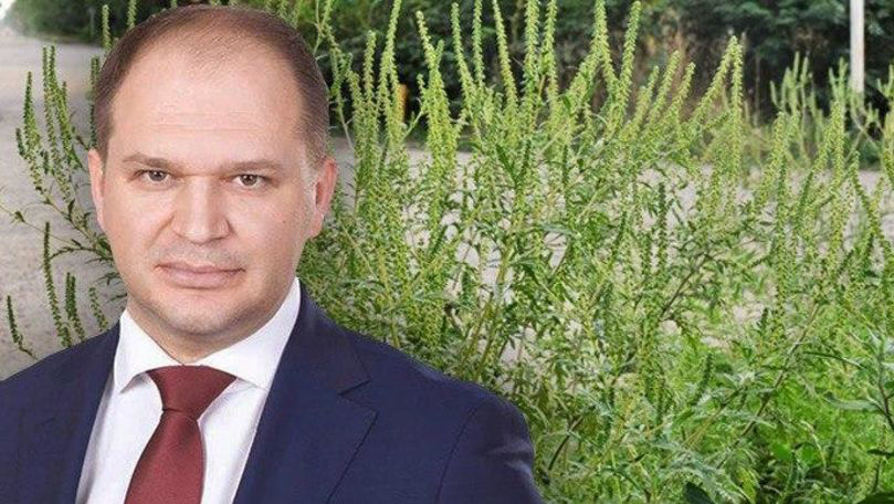 Чебан о борьбе с амброзией: Деньги дают лишь на информационную кампанию.