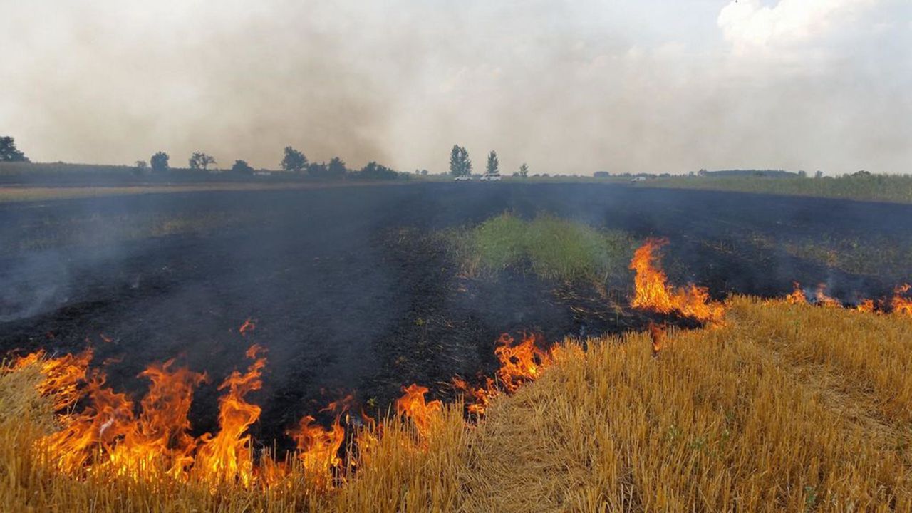 40 de hectare de pădure au ars în apropriere de Băcioi. Foto: inroman.ro