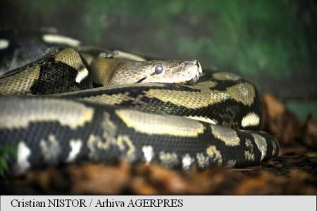 Franța: Un piton viu, găsit în bagajele unui pasager la Aeroport