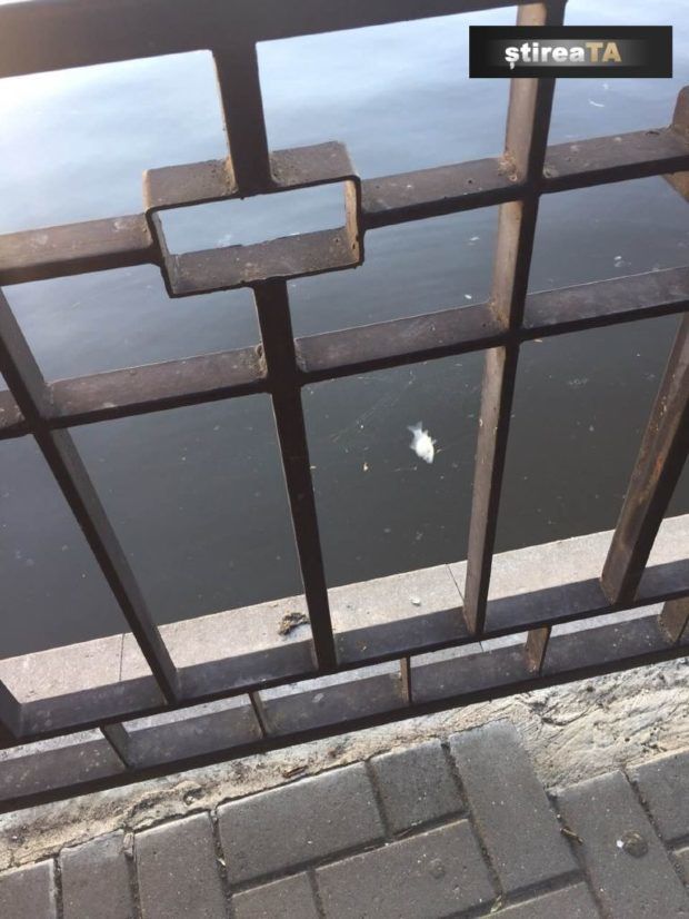 Alarmant! Zeci de pești morți în lacul din parcul Valea Morilor