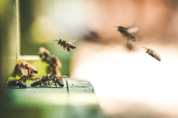 Perspective noi pentru apicultorii care au beneficiat de stupi verticali