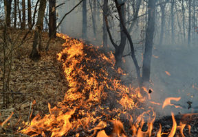 În anul 2016, incendiile de pădure din Moldova au înregistrat un prejudiciu de 191 mii lei.
