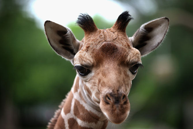 Girafele Rothschild sunt o specie extrem de rară.