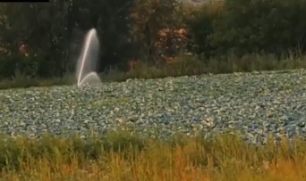Воду из речки Бык использует для полива овощей житель столичного пригорода Сынжера.