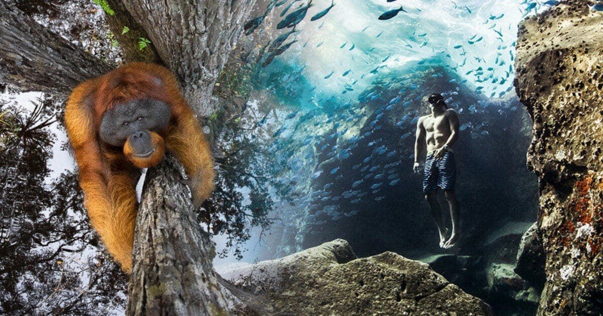 Фотограф получил Гран-при конкурса и тысячу долларов за уникальный снимок редкого животного. Коллаж segodnya.ua