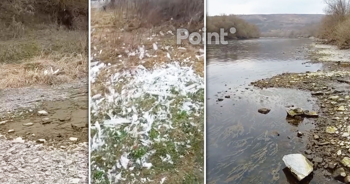  Trei lebede moarte au fost găsite pe malul Nistrului, la Naslavcea.