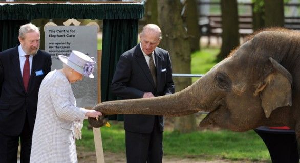 Regina Elisabeta a hrănit un elefant cu banane. Foto:independent