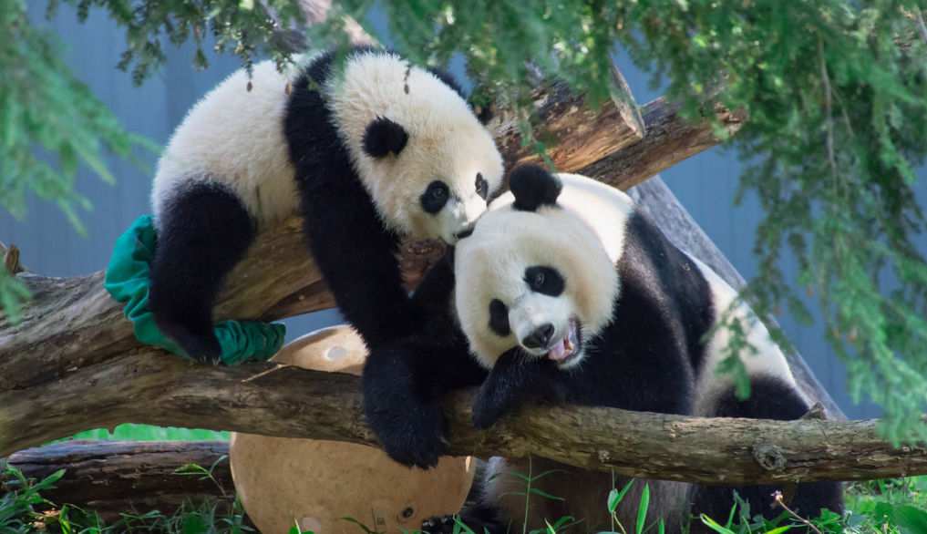 China a construit case și a cumpărat calculatoare din donațiile destinate ajutoarelor urșilor panda.