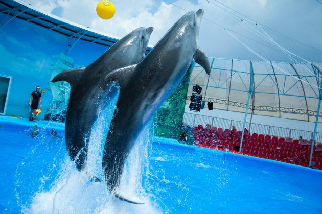 Международная сеть дельфинариев Nemo открывает в пятницу первый дельфинарий в Кишиневе. Фото: budjakonline.md