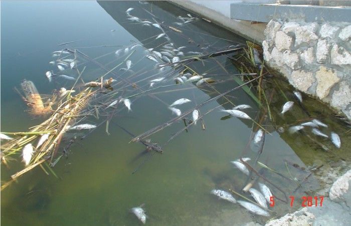 Mai mulți pești morți plutesc la suprafață într-un lac din Orhei. 