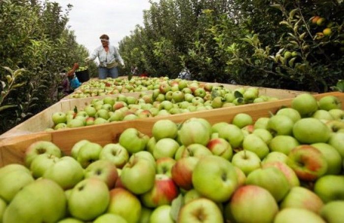 Потери урожая яблок и слив от града в Молдове составят не менее 10%.