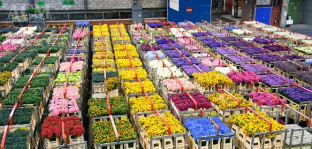 Rusia interzice importul florilor din Olanda. Foto: recolta.eu