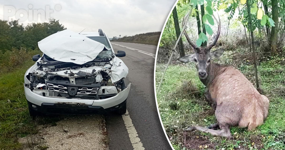 Accident neobișnuit la Călărași: Un cerb a fost lovit de un automobil.