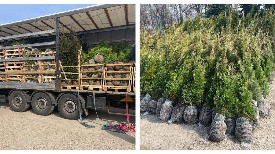 Хвойные деревья из Голландии контрабандой везли в Молдову.