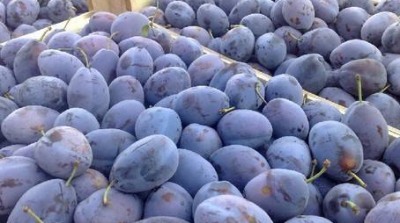 Încă un lot de prune din Moldova, ce urma să ajungă în Rusia, a fost returnat exportatorului de către Rosselhoznadzor.
