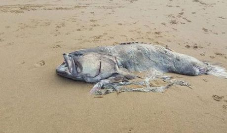 Cadavrul unui monstru marin a apărut pe o plajă din Australia