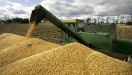 Întreaga cantitate de grâu va fi repartizată agricultorilor din raionul Făleşti
