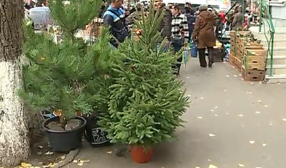 По данным агентства Moldsilva, в этом году на продажу выставят около 30 тысяч елей.