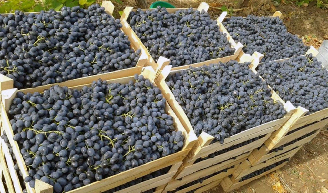 Moldova crește exporturile de vinuri și struguri de masă în ciuda provocărilor climatice.