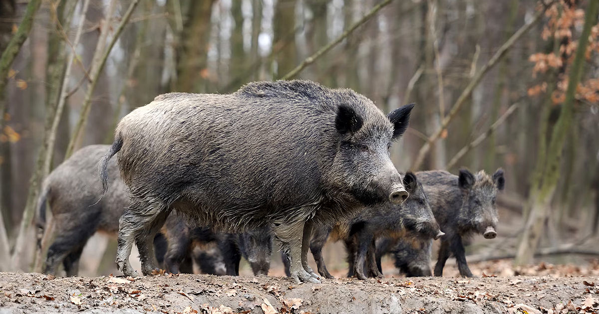 Mai multe localități din Ialoveni, sub supraveghere după un focar de pestă porcină la mistreți.