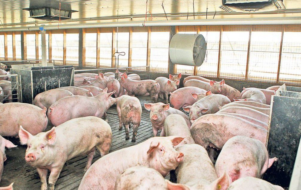 Într-o gospodărie din satul Rublenița, raionul Soroca au fost depitați șapte porci infectați cu pestă porcină africană. Foto: libertatea.ro