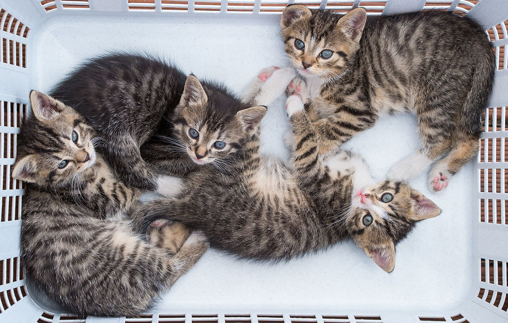 В Китае ожидают рождения первого клонированного котенка.