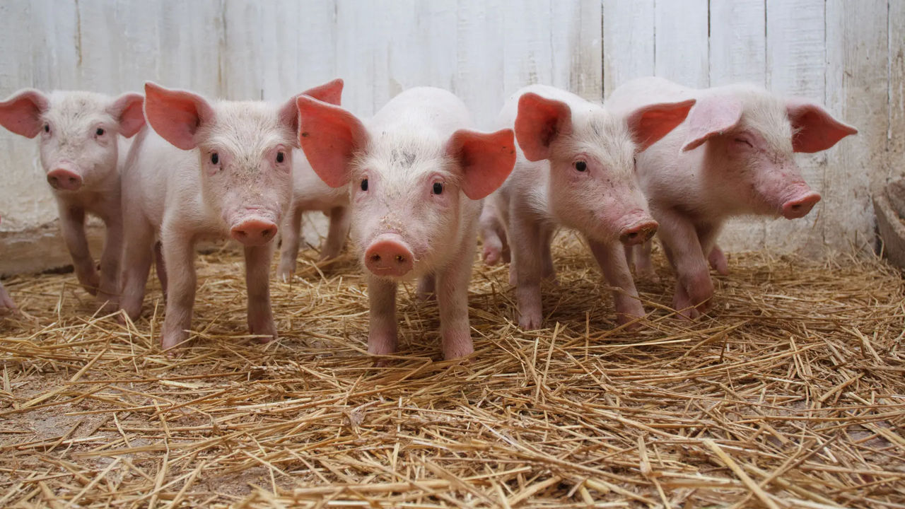 Efectivul de porci este în scădere cu peste 30% față de anul trecut.