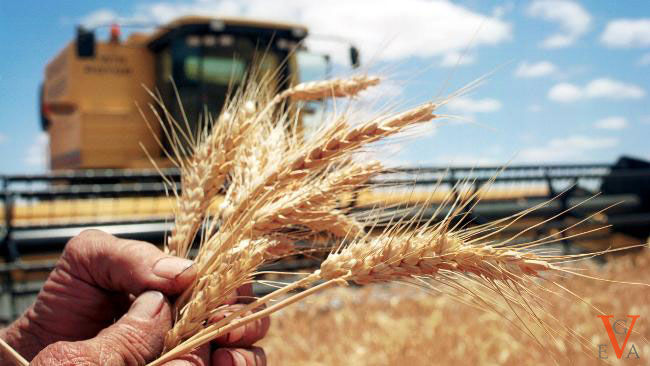 Украина попала в список стран с перспективными рынками. Фото: vega-agro.com.ua