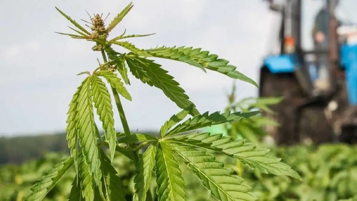 Agricultorii cer reguli clare pentru cultivarea și prelucrarea cânepei industriale.