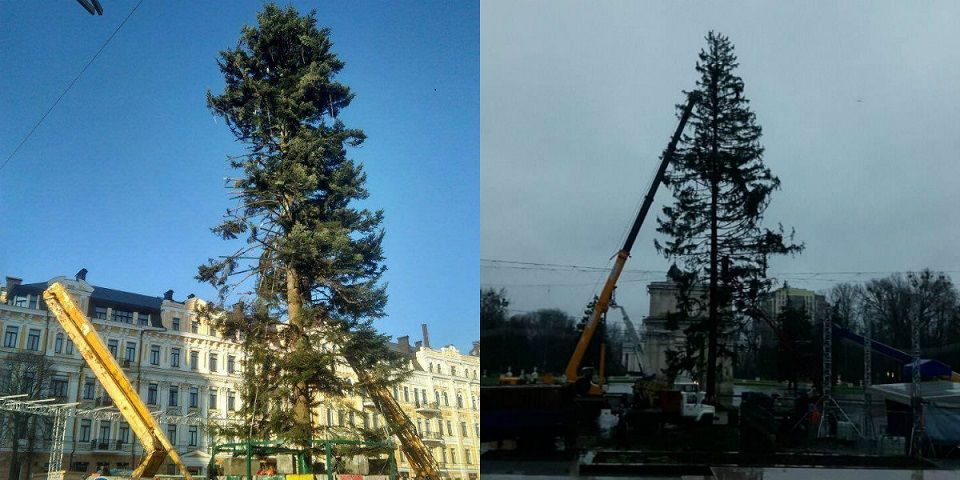 La Chișinău și Kiev. Cum au salvat ucrainenii bradul ciopârțit. Foto: TV8