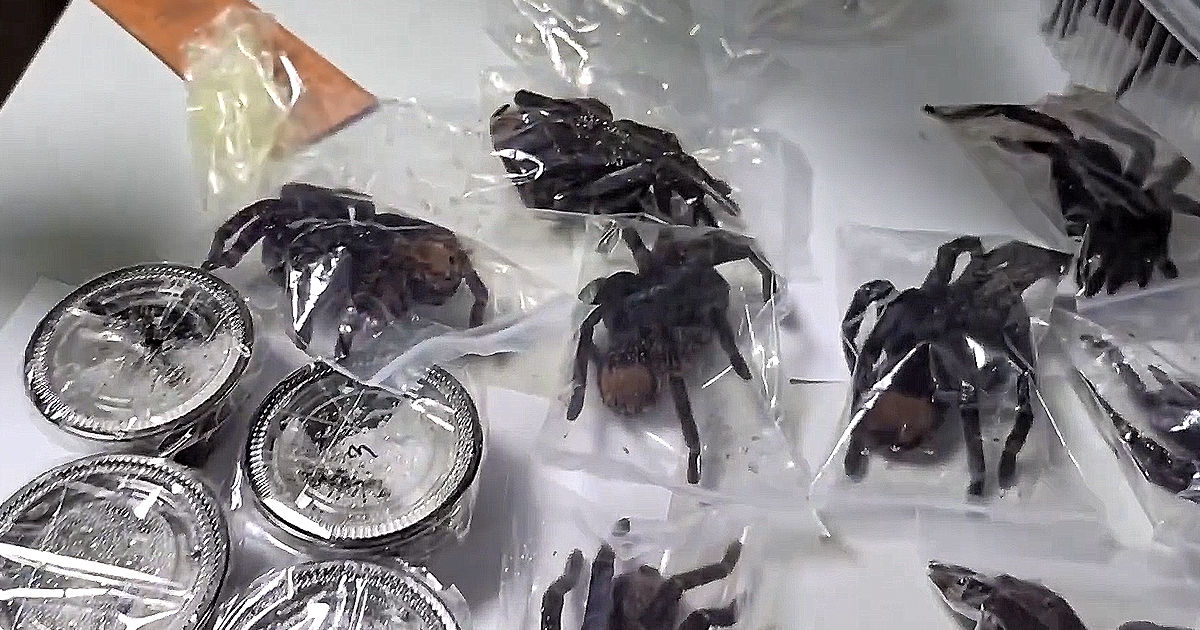 Un contrabandist foarte curajos, arestat în Peru: Avea 320 de tarantule pe corp.