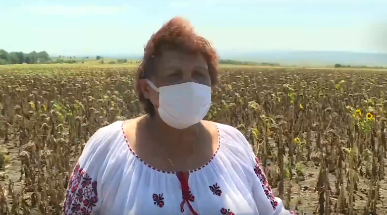 Нина Мовиляну из Унгенского района засеяла 300 гектаров пшеницы, кукурузы и подсолнуха.