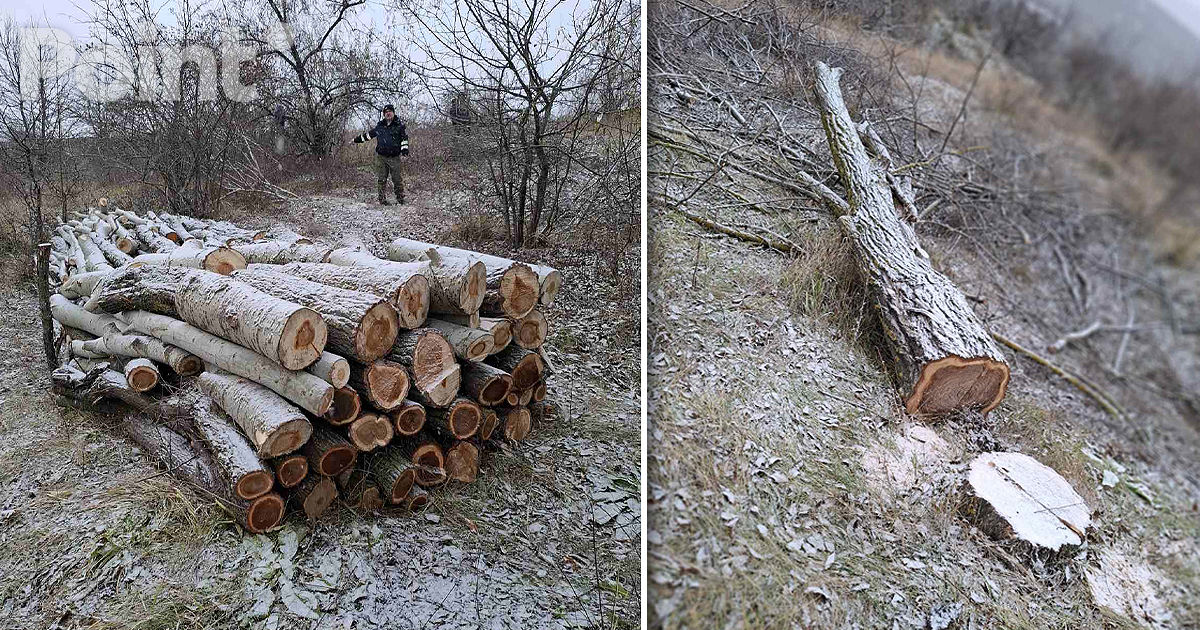 Defrișare ilegală de 320 de arbori, descoperită în Cărpineni.