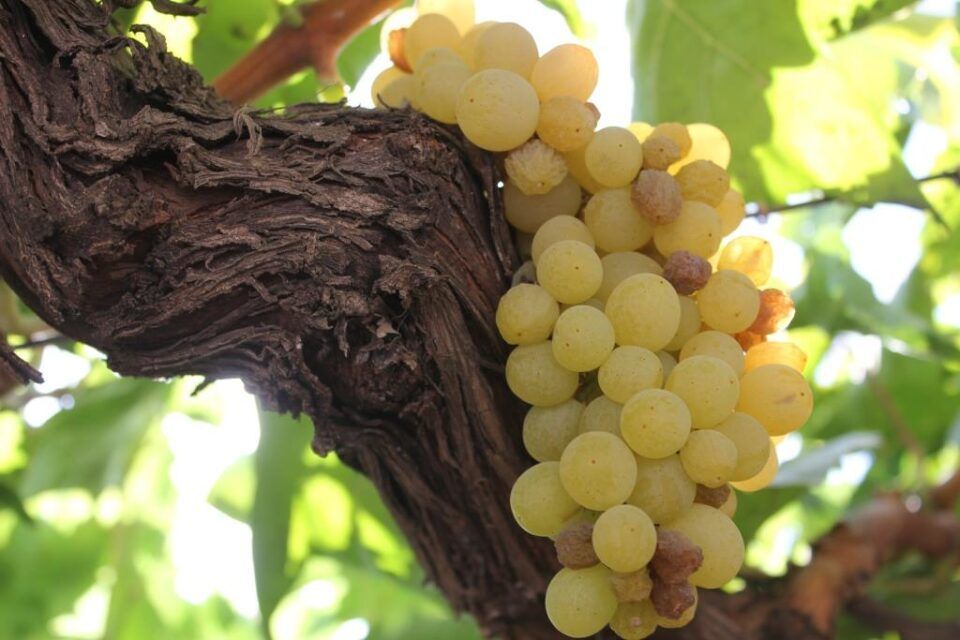В Молдове растут темпы экспорта и цены на столовый виноград. Фото: east-fruit.com.
