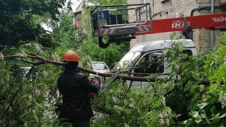 Несколько веток рухнули на улицу, их убирали спасатели.