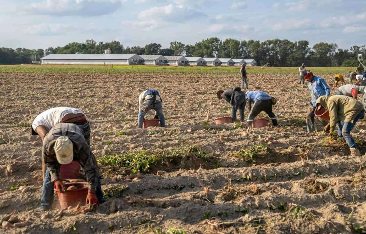Fermierii moldoveni se plâng de lipsa muncitorilor. Vor să aducă lucrători din Asia.
